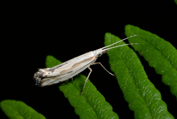 Plutella porrectella (Plutellidae)